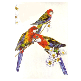 Card - Rosellas