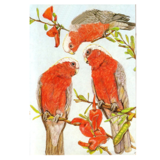 GALAHS Card