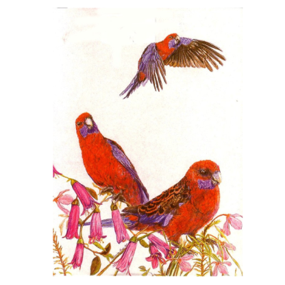 CRIMSON ROSELLA Card