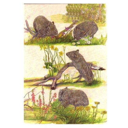 Card Wombats