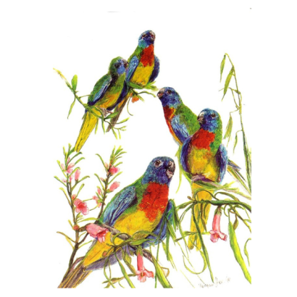 PARAKEETS Card