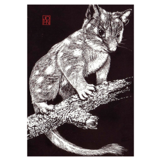 Card B+W Quoll