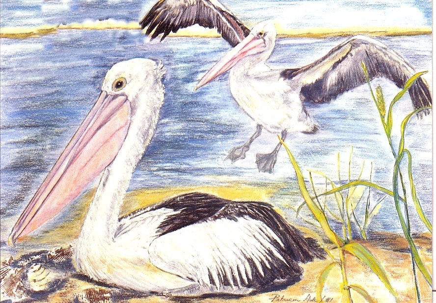 Card Pelicans