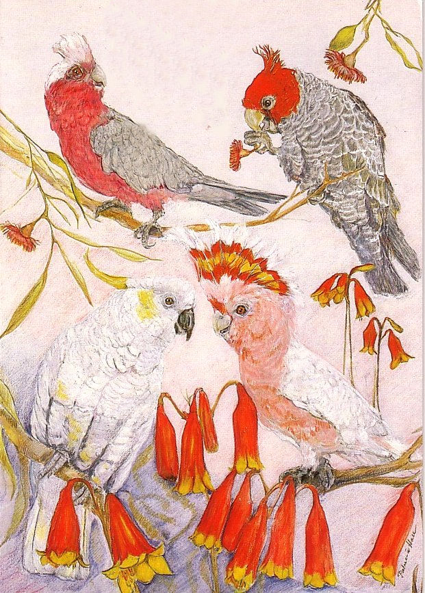Card Cockatoos and Galahs